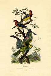Perroquet à Tête Jaune